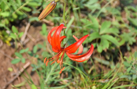 Method for breeding orange-lily flower