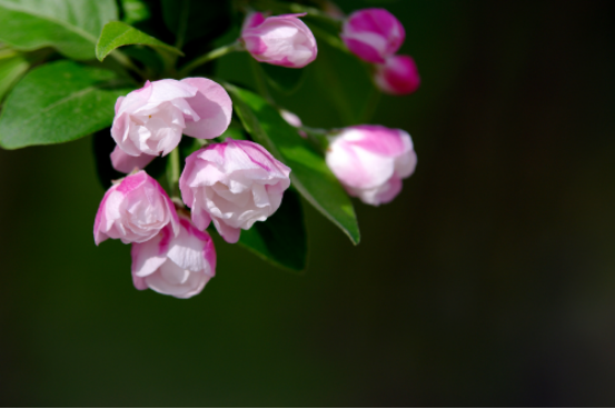 The Propagation method of Begonia Xifu