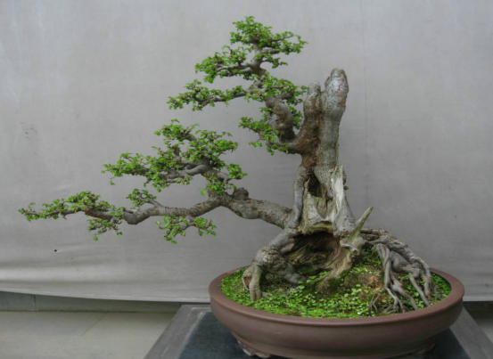 The advantages of making bonsai with elm trees