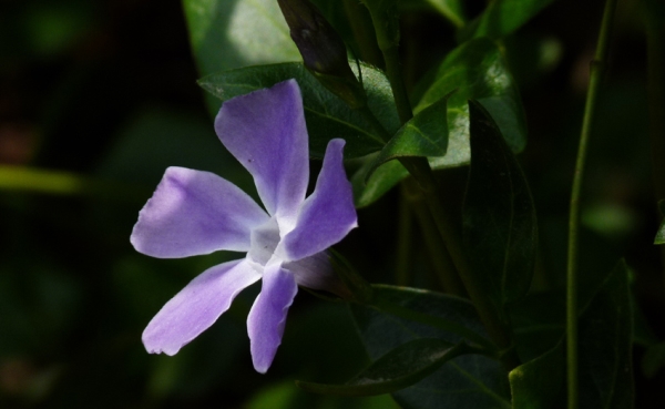 The reason why Catharanthus roseus does not bloom