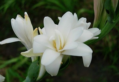 Culture method of tuberose