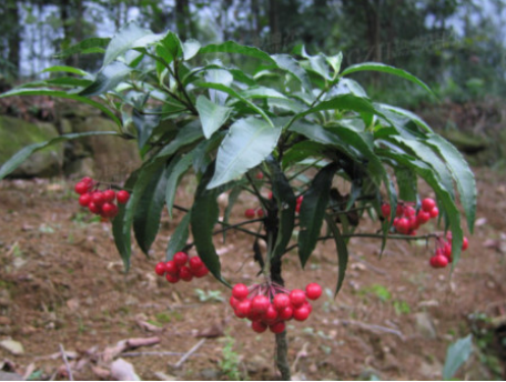 The culture method of cinnabar root: