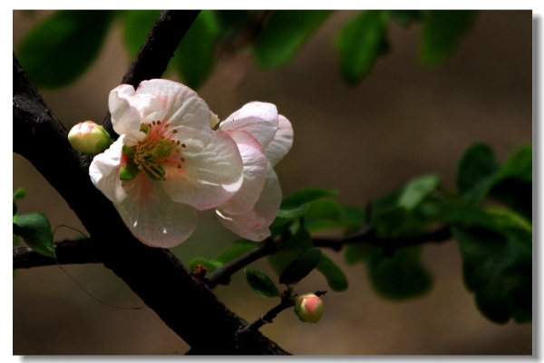 Culture methods of olive flowers