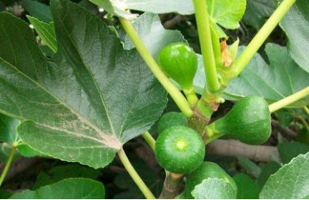 How to grow figs