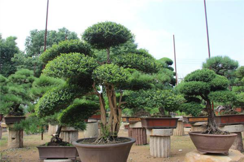 Cutting Propagation of potted Holly