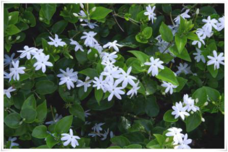 The cultivation method of Jasmine mandshurica