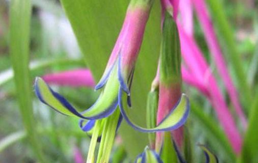 Culture method of pendulous water tower flower