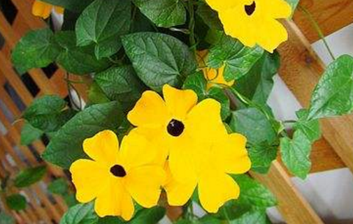 Why should black-eyed Susan take care in winter?