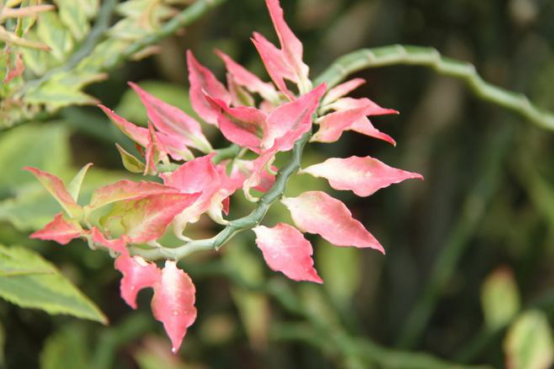 Culture method of cardinal coral