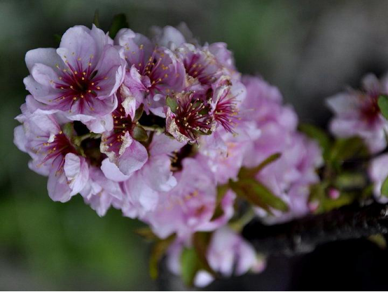 Culture method of Yu plum