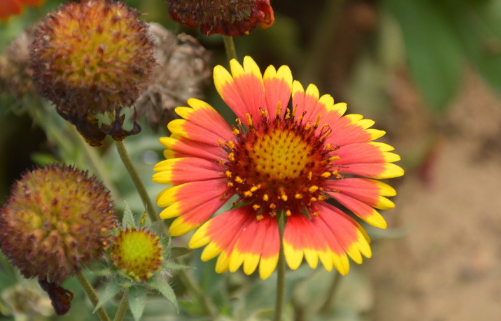 How to plant chrysanthemum seeds