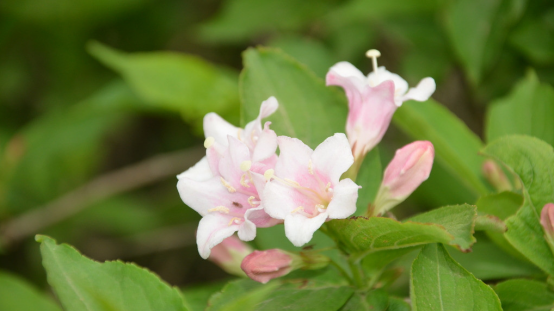 Maintenance method of sea immortal flower