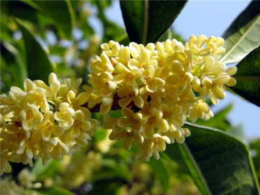 Culture methods of four Seasons Cinnamomum