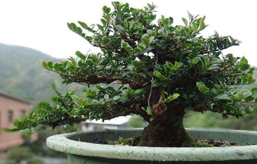 Treatment of falling leaves of lobular red sandalwood bonsai