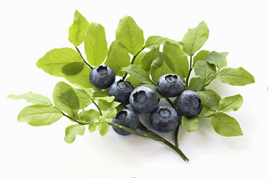 Propagation of blueberries