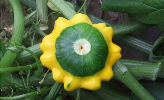 Cultivation of potted flying dish melons