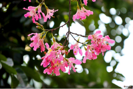 Breeding method of beautiful kapok