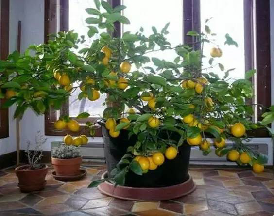 Treatment of Lemon Leaf loss in potted plants