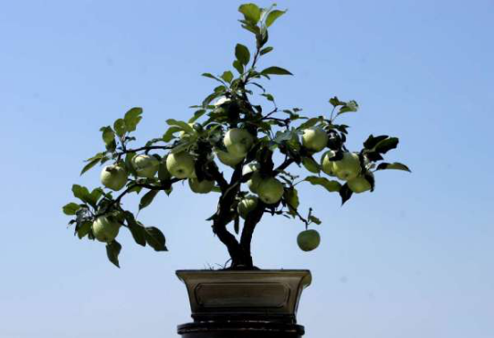 Maintenance of Hawthorn