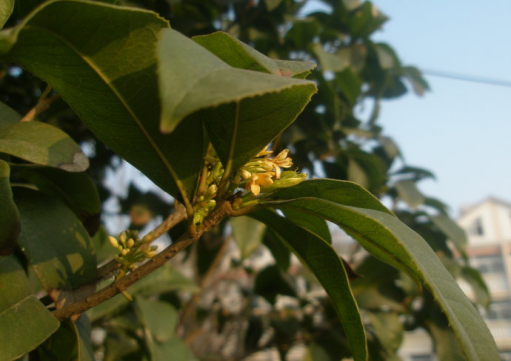 Maintenance of four seasons cinnamon