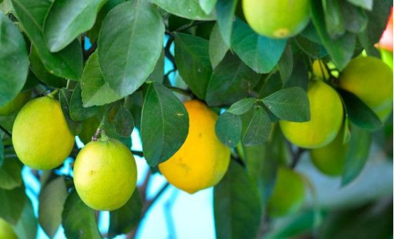 The reason for the loss of leaves of potted lemon