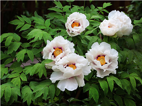 Matters needing attention in the cultivation of Paeonia suffruticosa