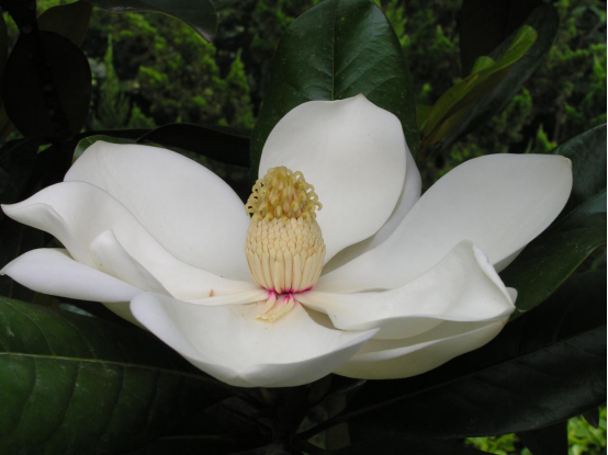 Planting methods of Magnolia mandshurica