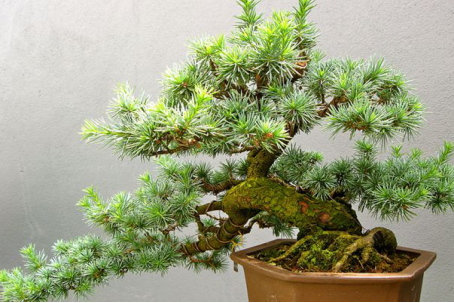 The method of making Cedar Bonsai