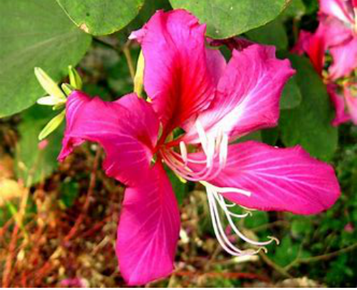 Matters needing attention in daily maintenance of Bauhinia