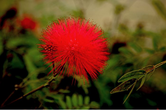 Matters needing attention in the maintenance of Zhu tasseled flowers