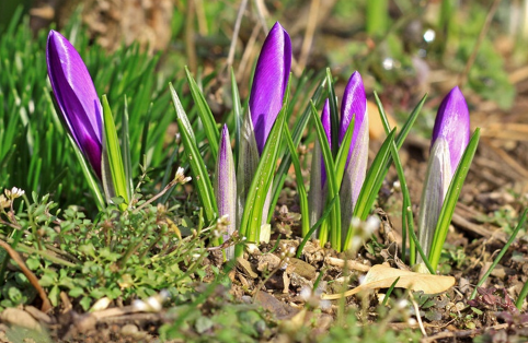 Propagation method of saffron