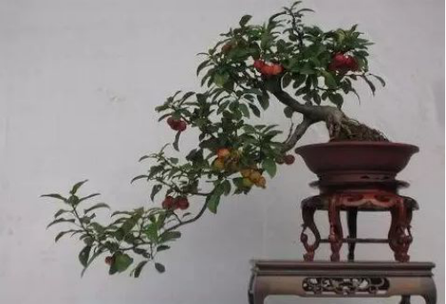 Maintenance and management of Hawthorn bonsai