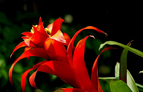 Ramet propagation of torch flower