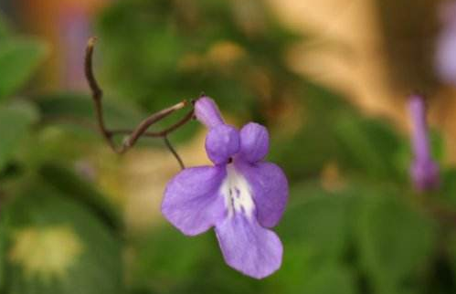 Dolphin flower cultivation requirements