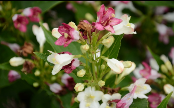 The Propagation method of Sea Flower