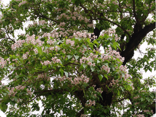 Propagation methods of Catalpa chinensis