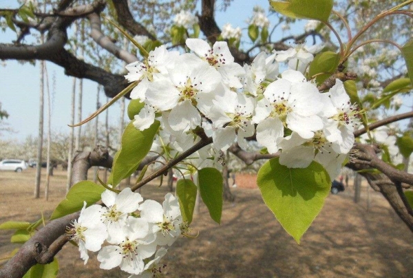 Matters needing attention in the maintenance of Pear trees