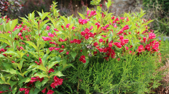 Culture method of brocade flower