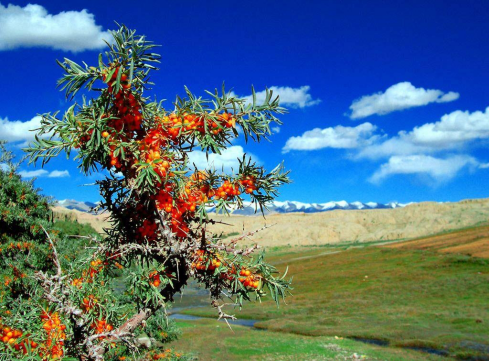 Cutting of Hippophae rhamnoides