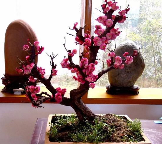 I. planting method of plum blossom bonsai