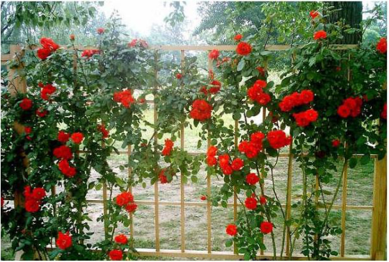 Reproductive form of rattan rose