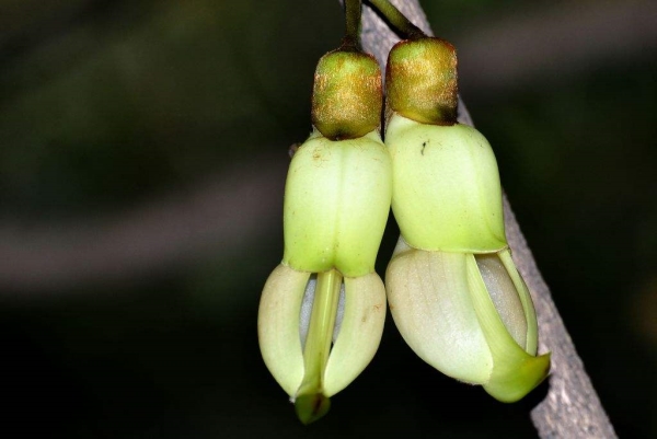 Cultivation method of grass sparrow flower