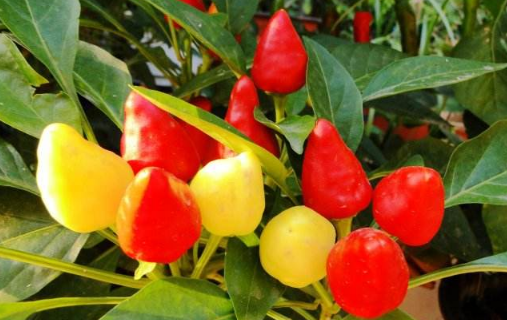 How to raise colorful peppers