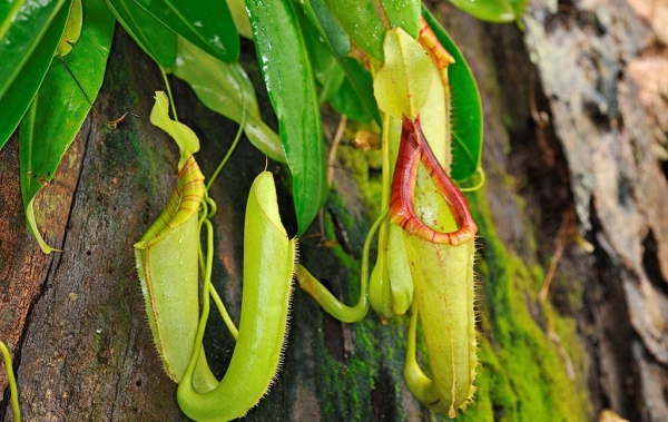 Matters needing attention in breeding pitcher plants