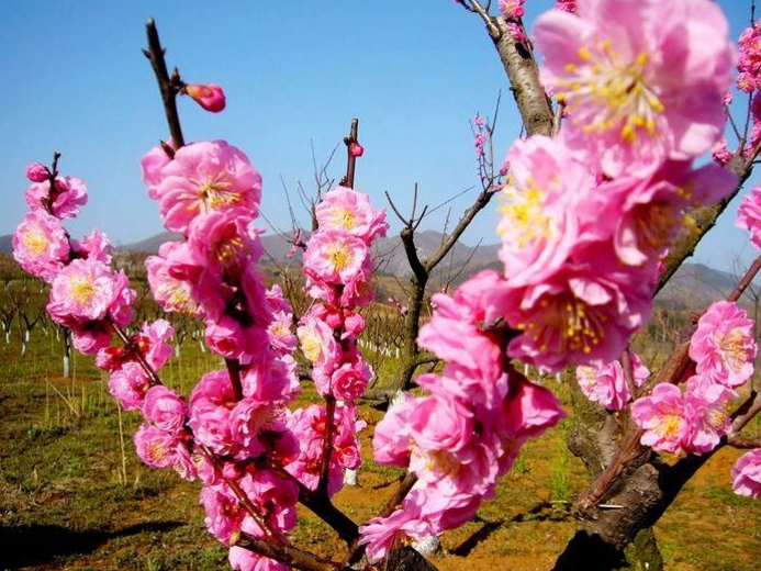 The planting method of plum blossom