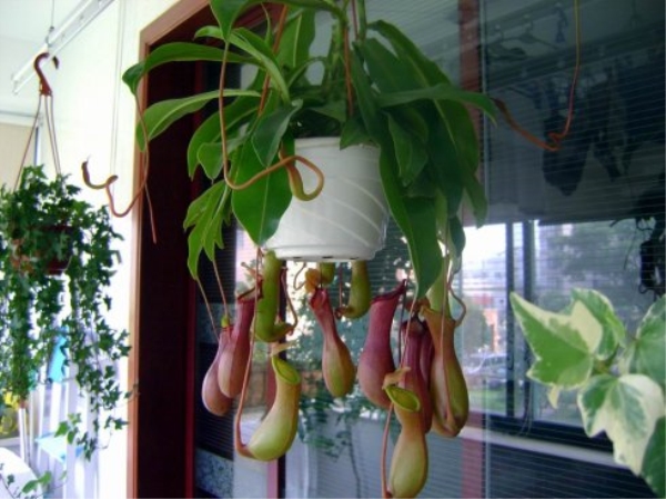 Culture method of pitcher plant