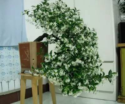 II. Maintenance of Constellation bonsai