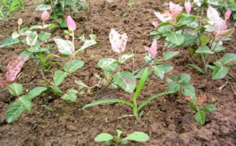 How to cut the flower leaf collaterals?