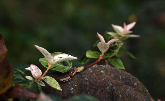 Matters needing attention in hydroponics of flower and leaf collaterals