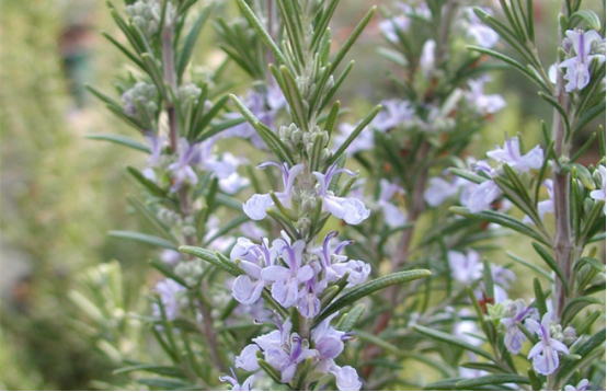 How to raise rosemary?